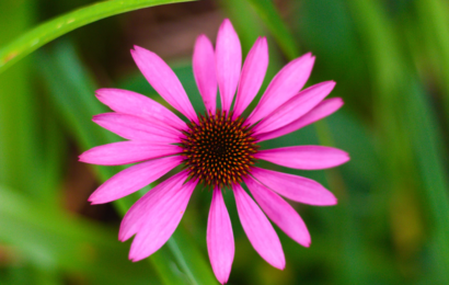 Je echinacea při léčbě nachlazení účinná?